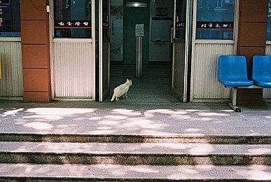 《宝可梦：大集结》新宝可梦“凤王”演示 大招复活队友