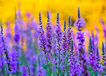 顽皮狗开发者：《最后的生还者》PS3版无法与PS5版相提并论